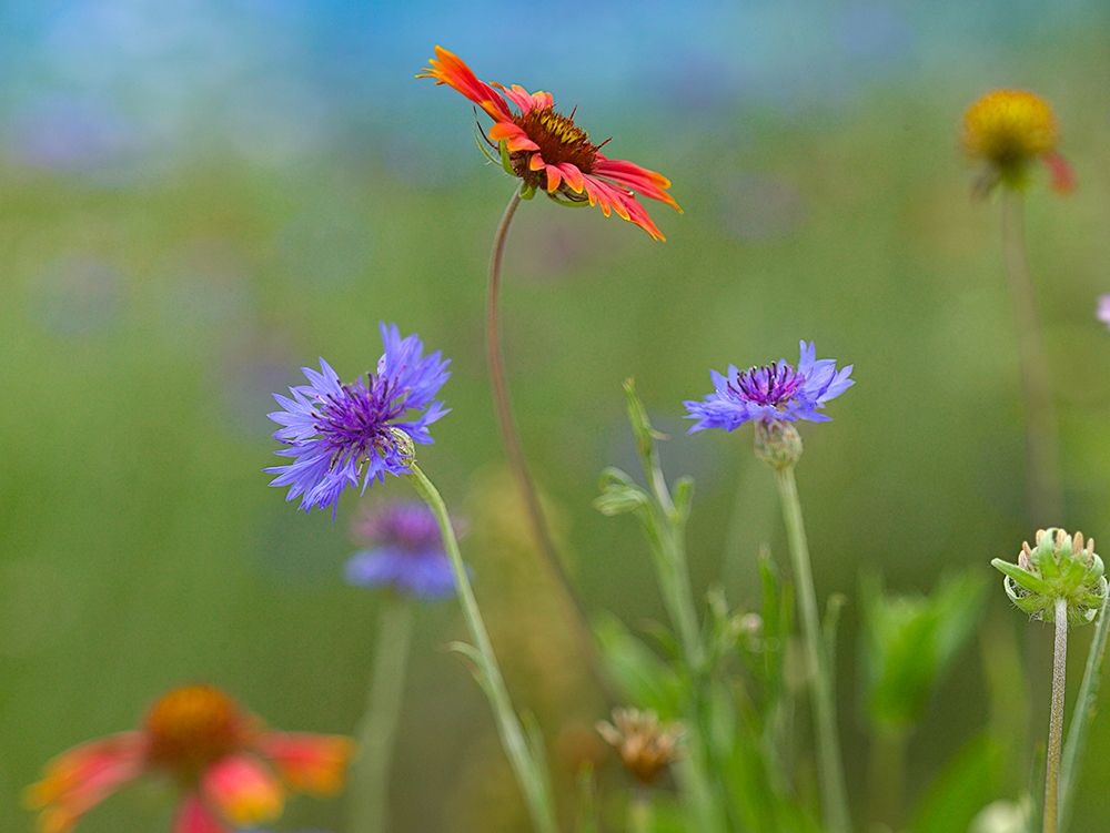 Gaillardia and Bachelors Buttons II art print by Tim Fitzharris for $57.95 CAD