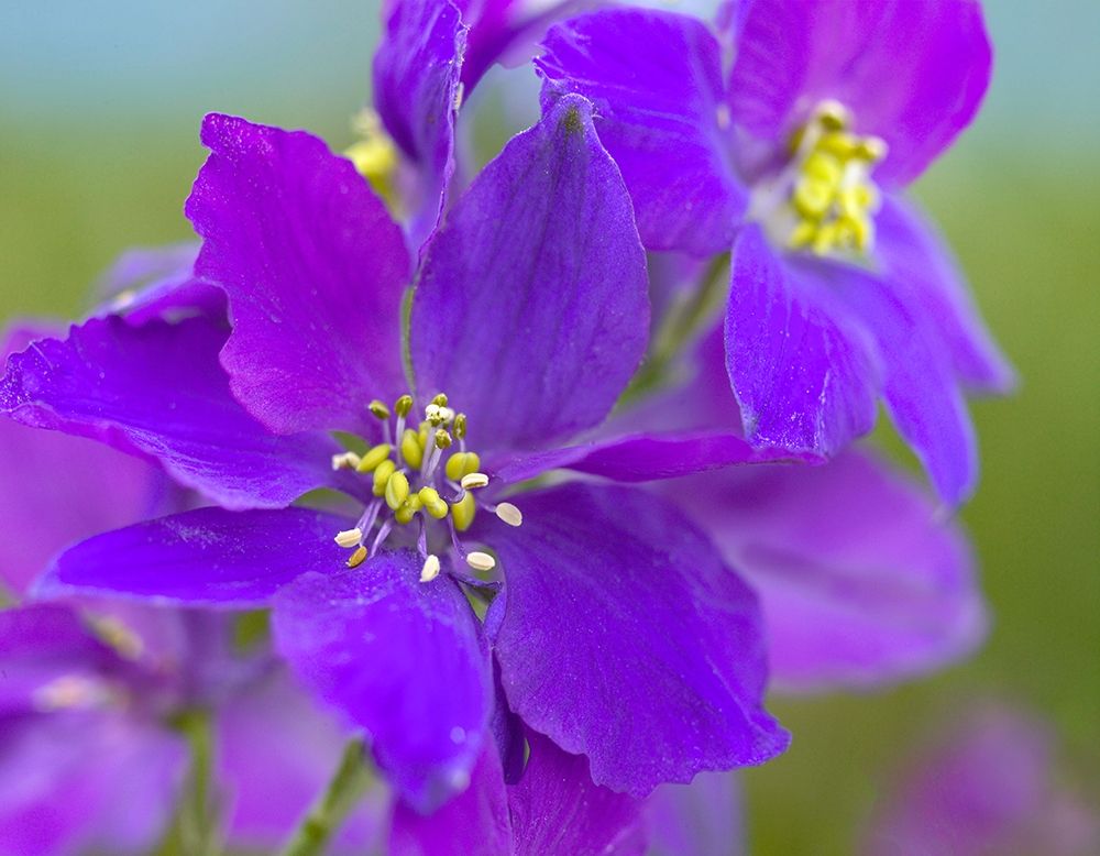 Delphinium art print by Tim Fitzharris for $57.95 CAD