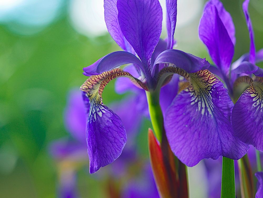 Blue Flag Iris art print by Tim Fitzharris for $57.95 CAD