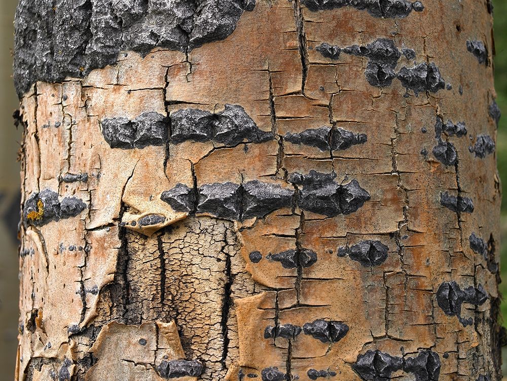 Aspen Bark I art print by Tim Fitzharris for $57.95 CAD