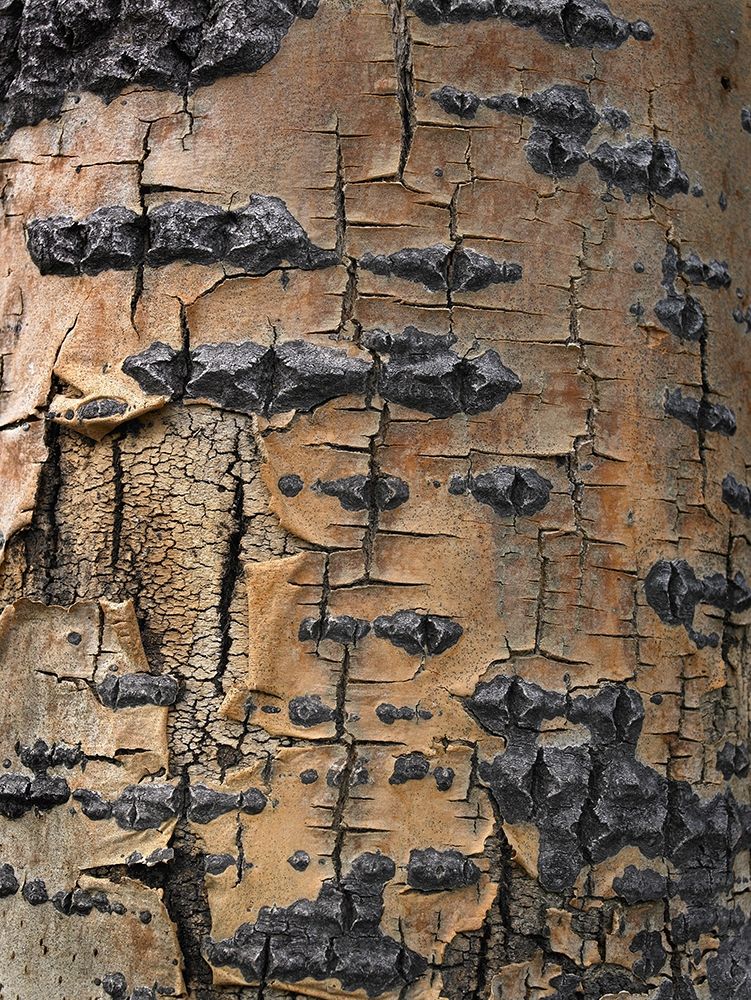Aspen Bark II art print by Tim Fitzharris for $57.95 CAD