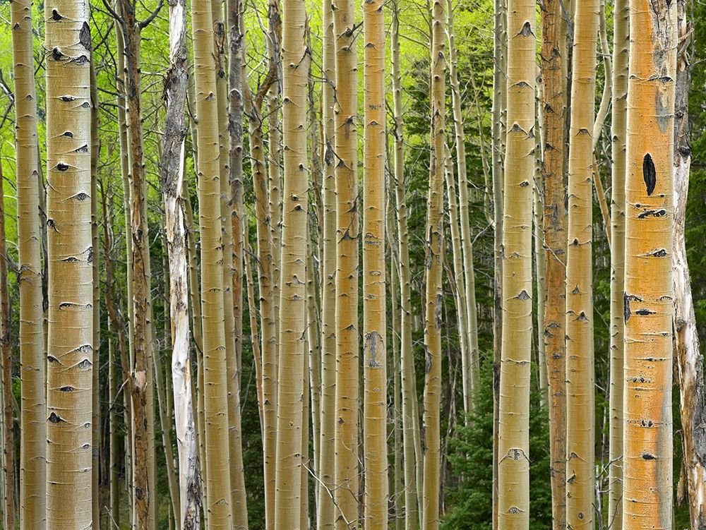 Aspen Grove I art print by Tim Fitzharris for $57.95 CAD