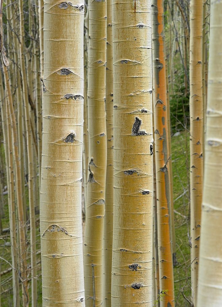 Aspen Grove II art print by Tim Fitzharris for $57.95 CAD