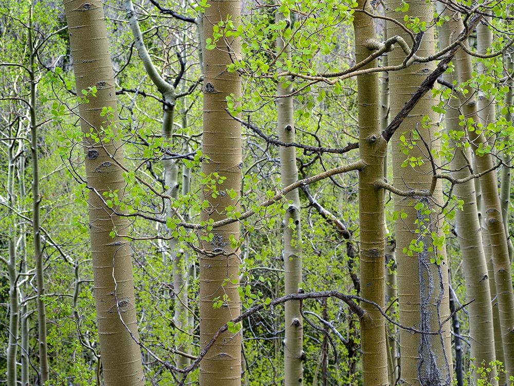 Aspen Grove III art print by Tim Fitzharris for $57.95 CAD