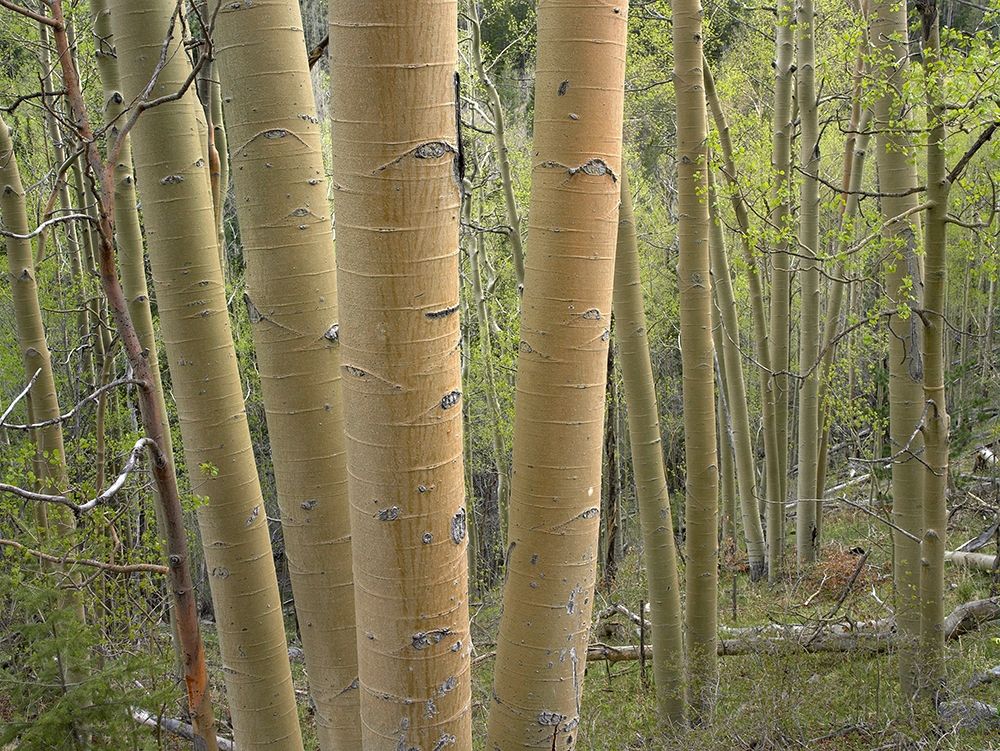 Aspen Grove IV art print by Tim Fitzharris for $57.95 CAD