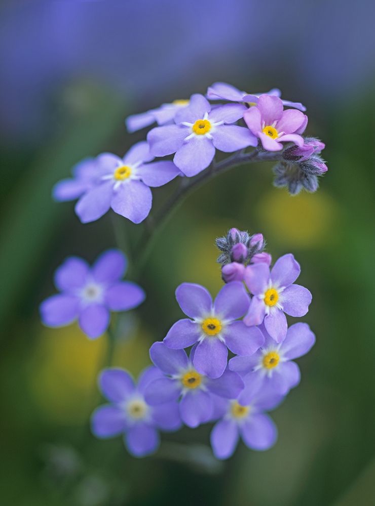 Forget me nots art print by Tim Fitzharris for $57.95 CAD