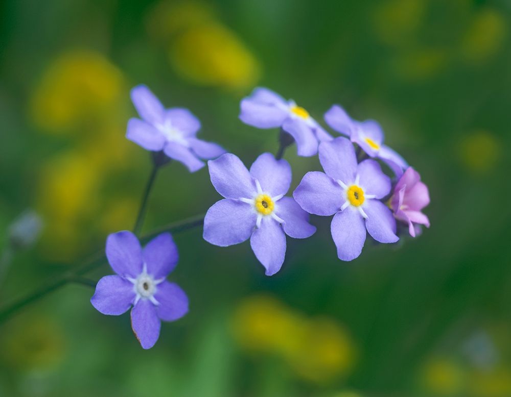Forget me nots art print by Tim Fitzharris for $57.95 CAD
