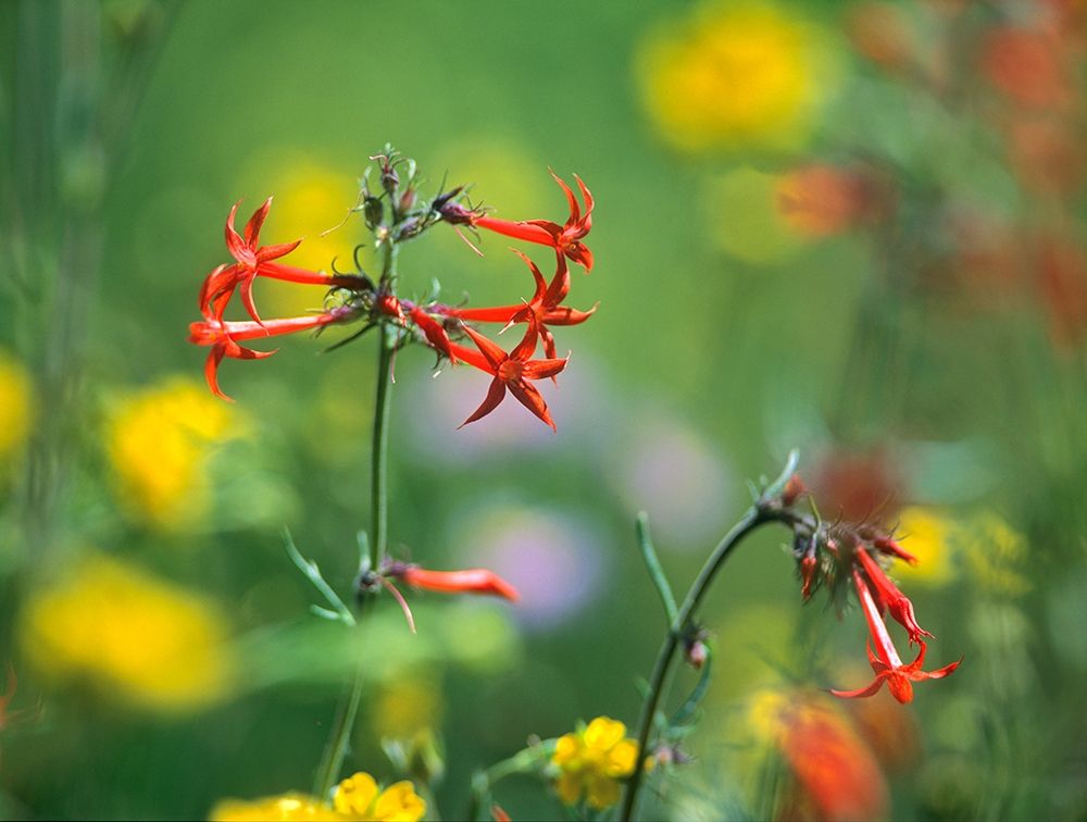 Scarlet Gilia art print by Tim Fitzharris for $57.95 CAD