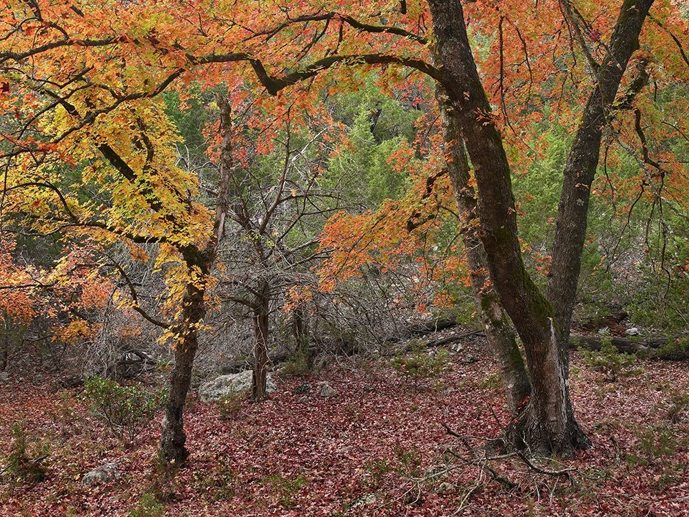 Uvalde Bigtooth Maples art print by Tim Fitzharris for $57.95 CAD