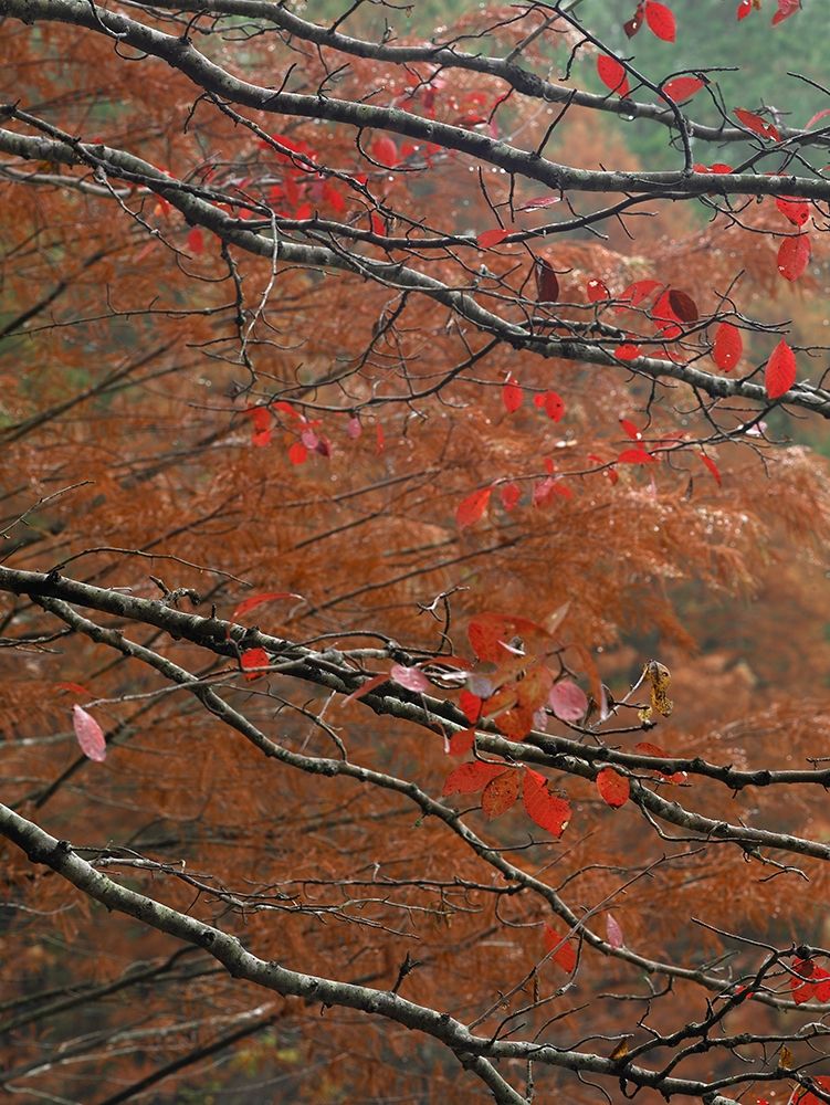 Blackgum in autumn near Milwood Lake Arkansas art print by Tim Fitzharris for $57.95 CAD