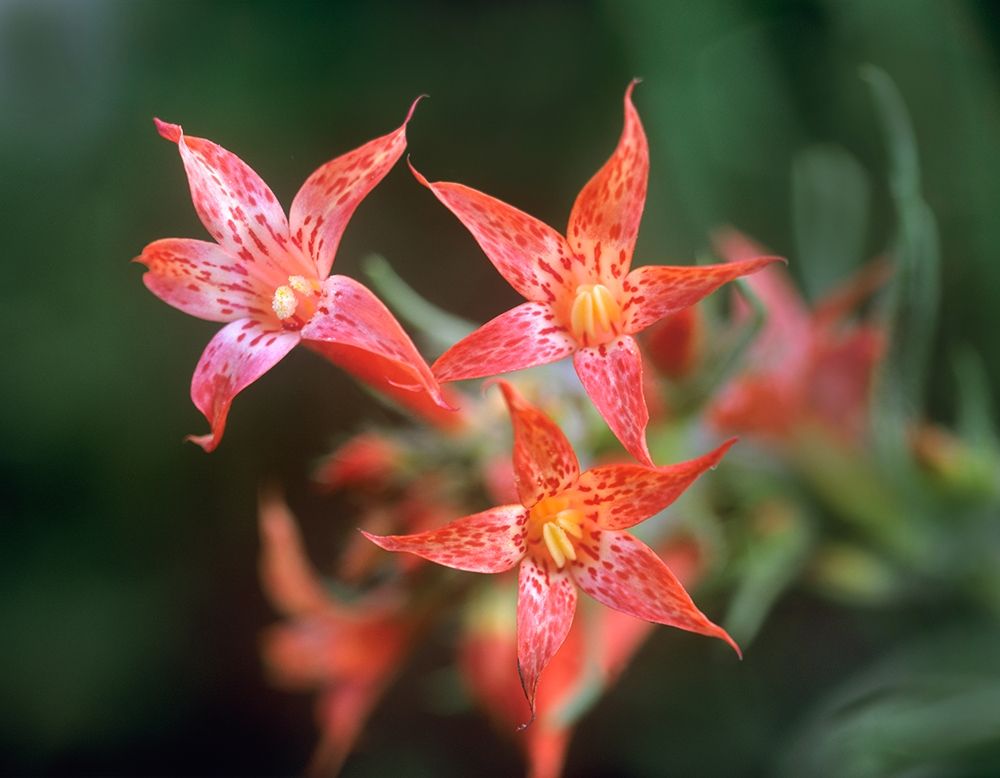 Scarlet Gilia art print by Tim Fitzharris for $57.95 CAD