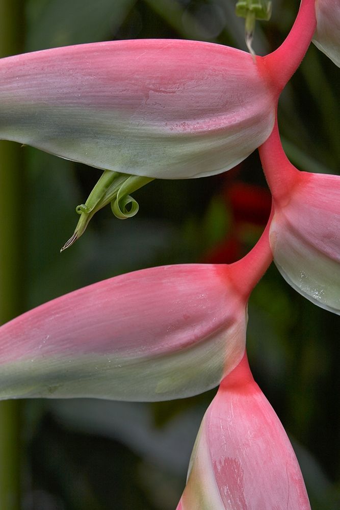 Heleconia I art print by Tim Fitzharris for $57.95 CAD