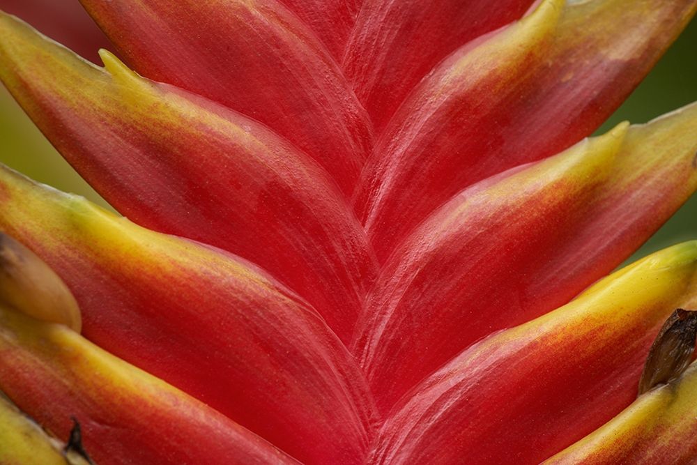 Heleconia II art print by Tim Fitzharris for $57.95 CAD