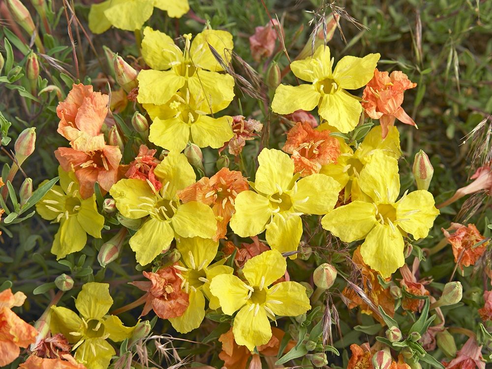 Yellow Evening Primrose art print by Tim Fitzharris for $57.95 CAD