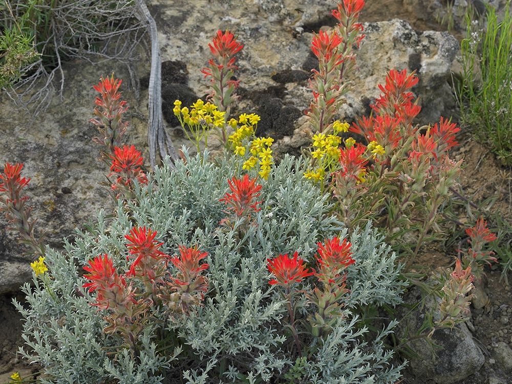 Indian Paintbrush I art print by Tim Fitzharris for $57.95 CAD