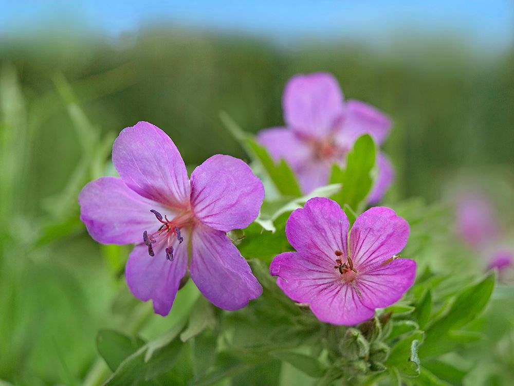 Sticky Geraniums art print by Tim Fitzharris for $57.95 CAD