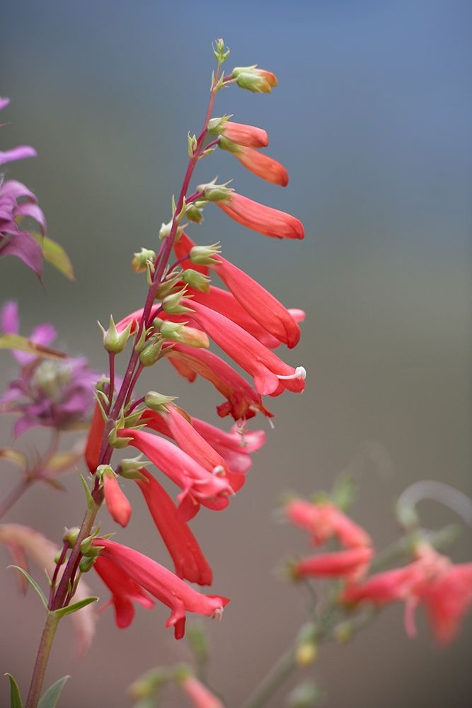 Firecracker Penstemon art print by Tim Fitzharris for $57.95 CAD
