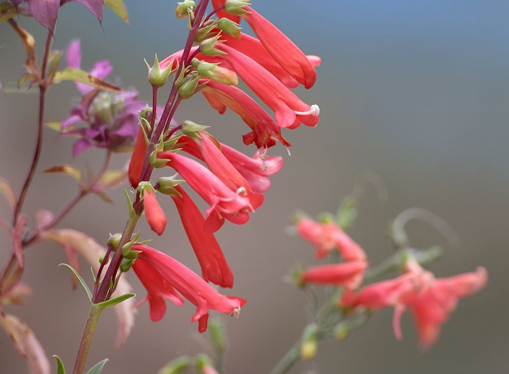 Firecracker Penstemon art print by Tim Fitzharris for $57.95 CAD