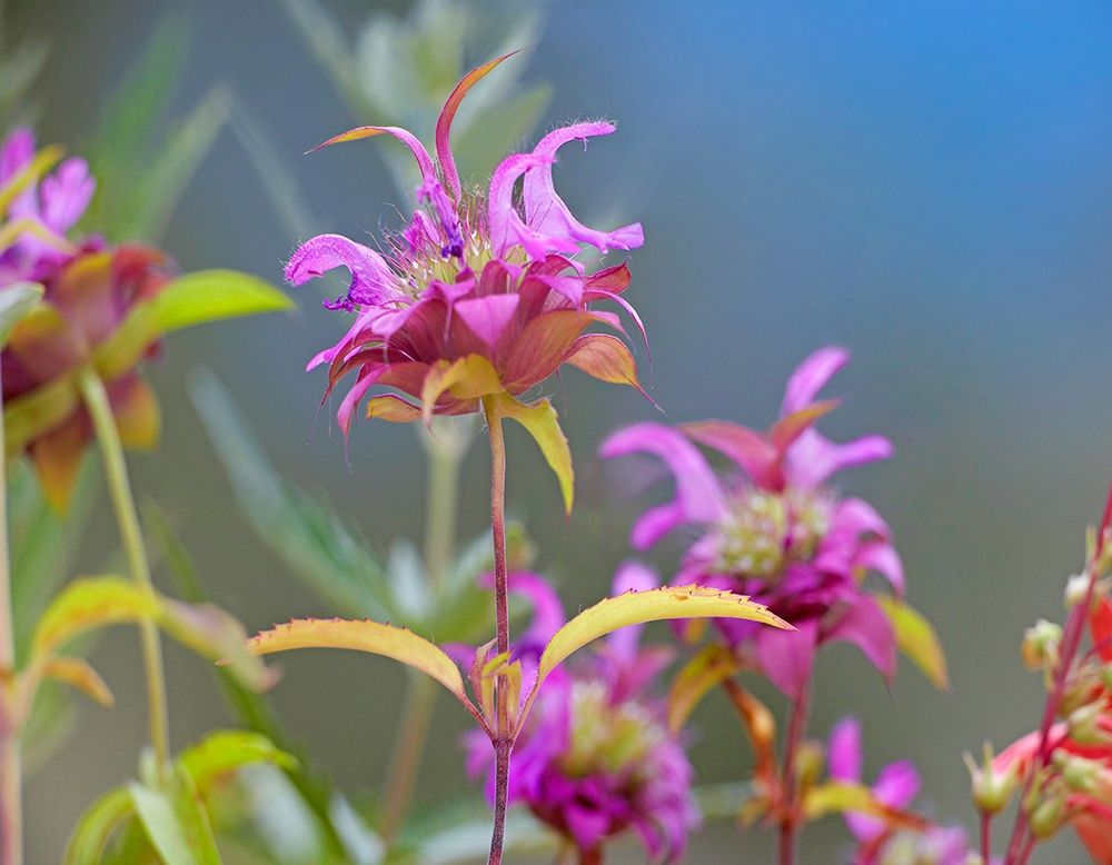 Lemon Mint Wildflowers art print by Tim Fitzharris for $57.95 CAD