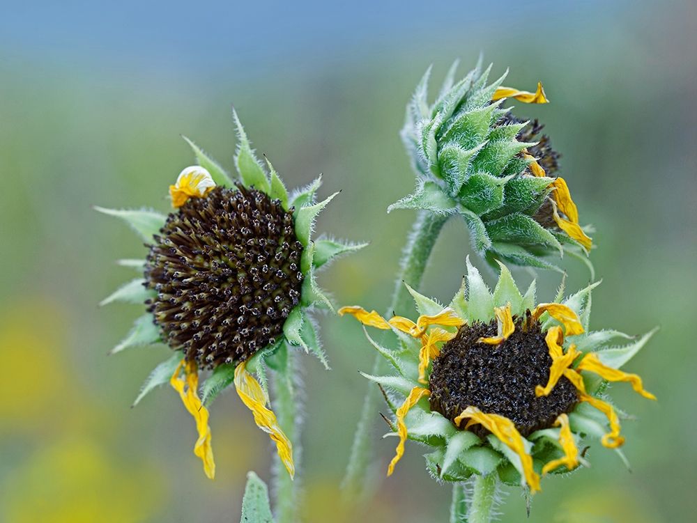Prairie Sunflowers III art print by Tim Fitzharris for $57.95 CAD