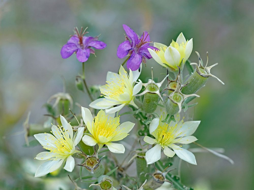 Adonis Blazingstar and wild geranium art print by Tim Fitzharris for $57.95 CAD