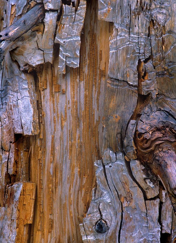 Yellow Cedar Trunk art print by Tim Fitzharris for $57.95 CAD