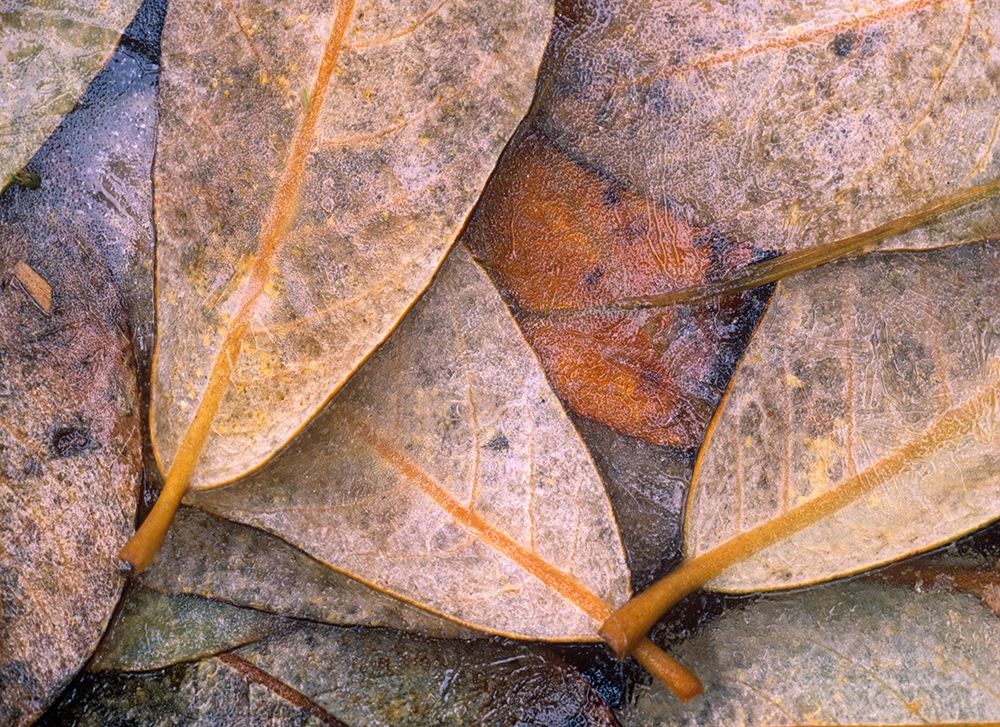 Frozen Willow Leaves art print by Tim Fitzharris for $57.95 CAD