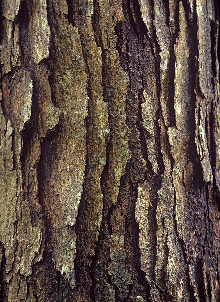 White Oak Bark art print by Tim Fitzharris for $57.95 CAD