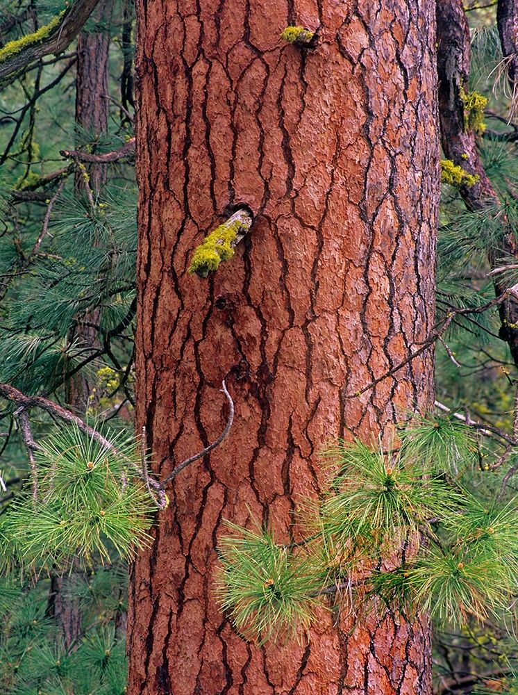 Ponderosa Pien Trunk art print by Tim Fitzharris for $57.95 CAD