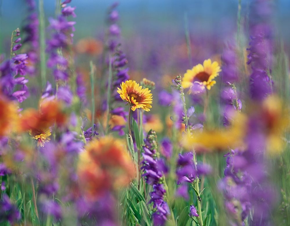 Ailardia and Rocky Mountain Penstemons art print by Tim Fitzharris for $57.95 CAD
