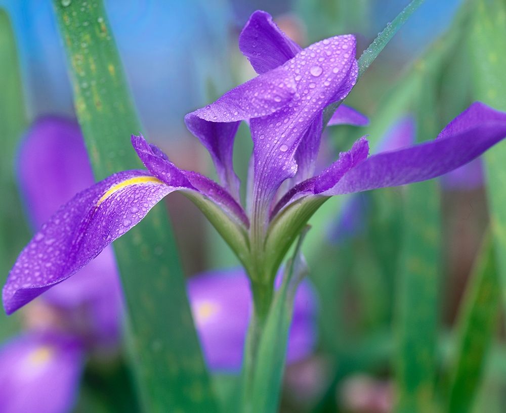 Blue Flag Iris art print by Tim Fitzharris for $57.95 CAD