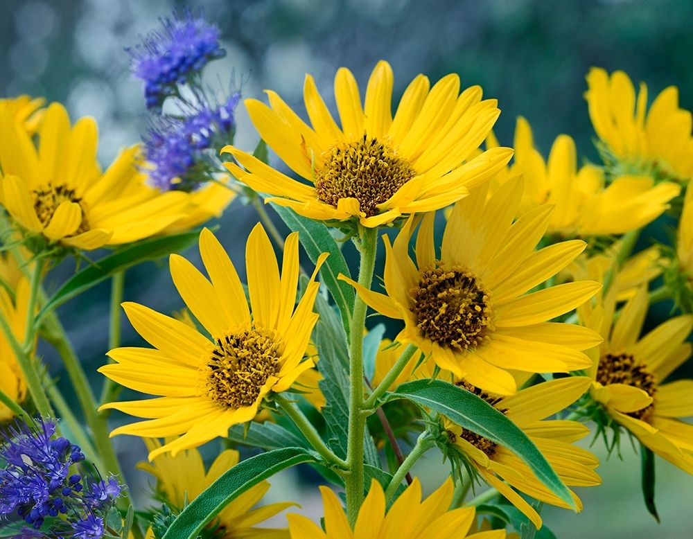 Maximillian Sunflowers art print by Tim Fitzharris for $57.95 CAD