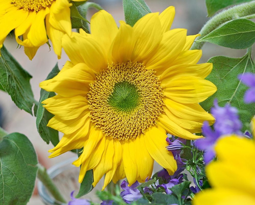 Sunflowers art print by Tim Fitzharris for $57.95 CAD