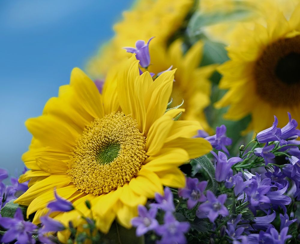 Sunflowers and Campanula art print by Tim Fitzharris for $57.95 CAD