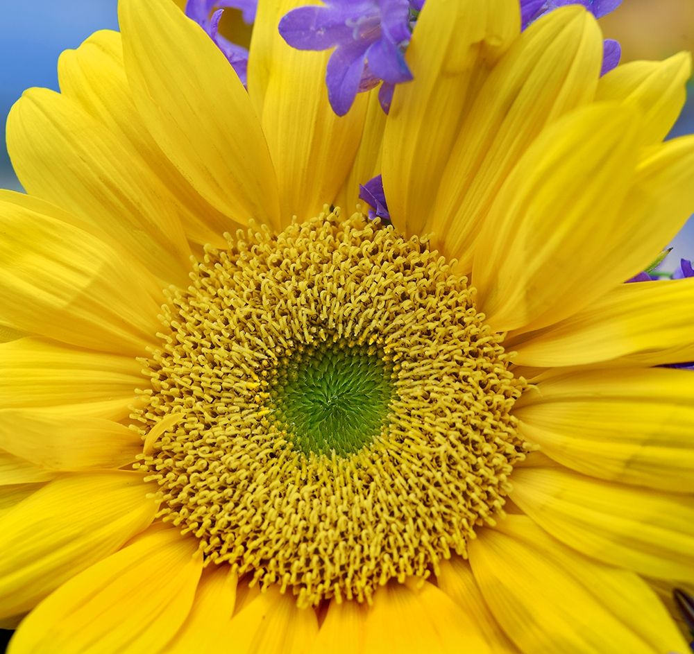 Sunflowers art print by Tim Fitzharris for $57.95 CAD