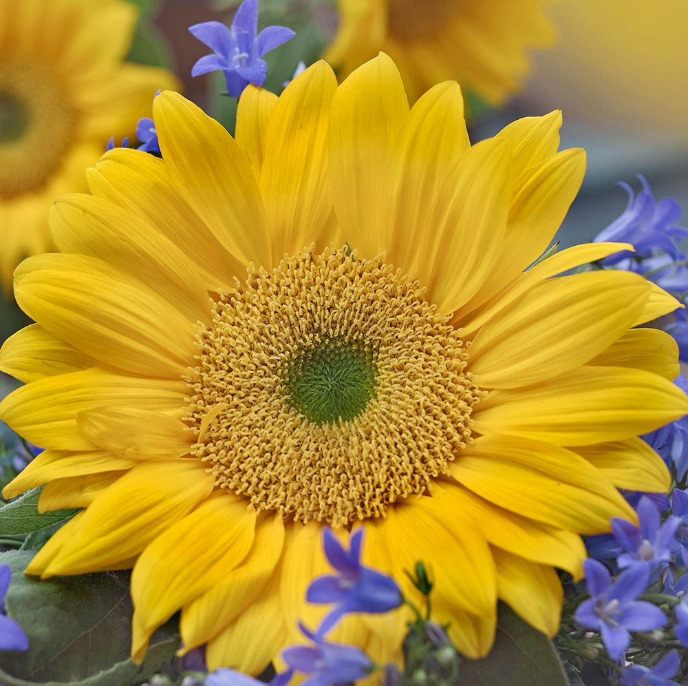 Sunflowers art print by Tim Fitzharris for $57.95 CAD