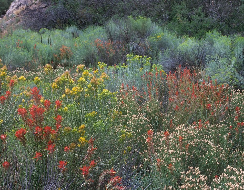 Indian Paintbrushes and Chamisas art print by Tim Fitzharris for $57.95 CAD