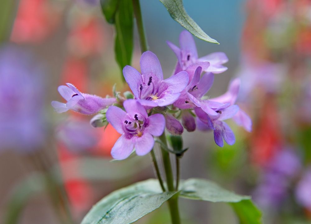 Blue Mist Penstemon art print by Tim Fitzharris for $57.95 CAD
