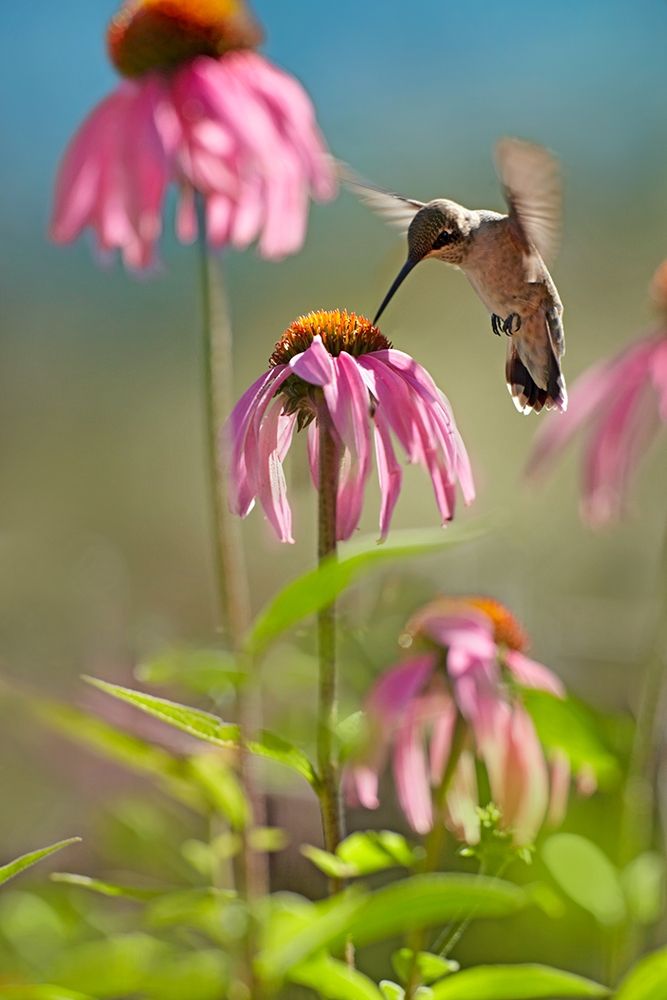 Black Chinned Hummingbird art print by Tim Fitzharris for $57.95 CAD