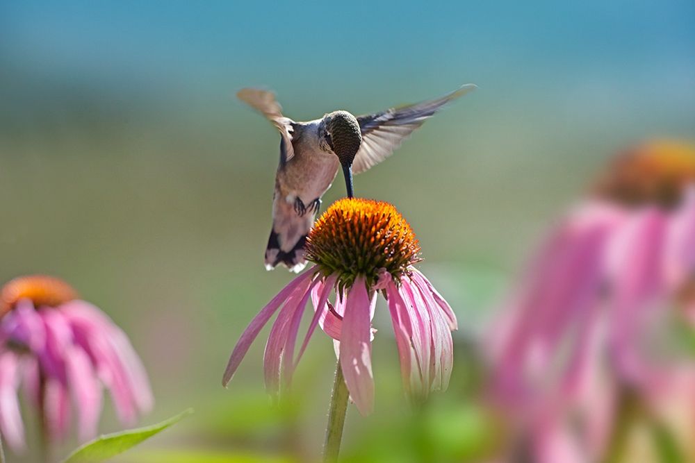 Black Chinned Hummingbird on Purple Coneflower art print by Tim Fitzharris for $57.95 CAD