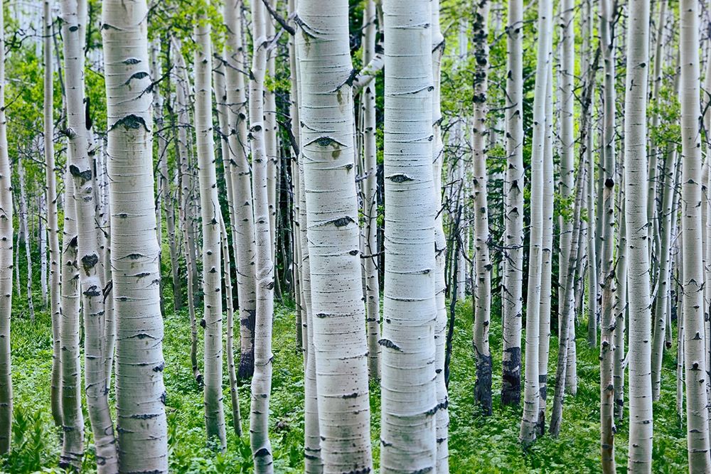 Aspen Trunks art print by Tim Fitzharris for $57.95 CAD