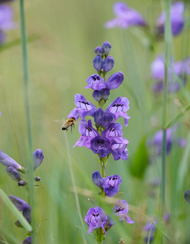 Rocky Mountain Penstemon art print by Tim Fitzharris for $57.95 CAD