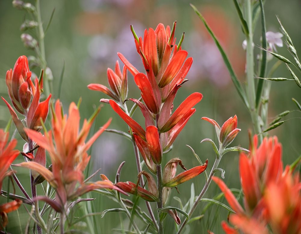 Indian Paintbrushes art print by Tim Fitzharris for $57.95 CAD