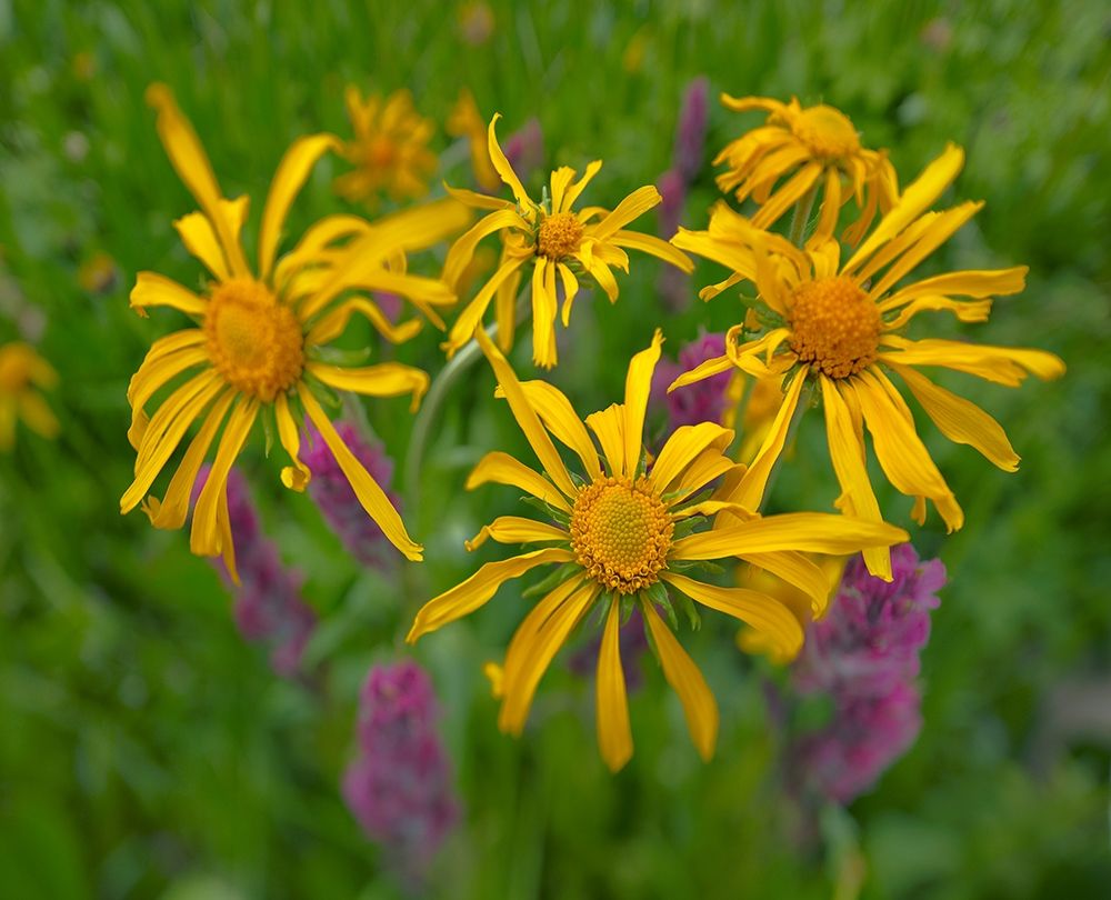 Orange Sneezeweeds art print by Tim Fitzharris for $57.95 CAD