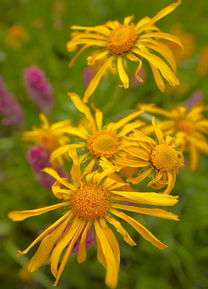 Orange Sneezeweeds art print by Tim Fitzharris for $57.95 CAD
