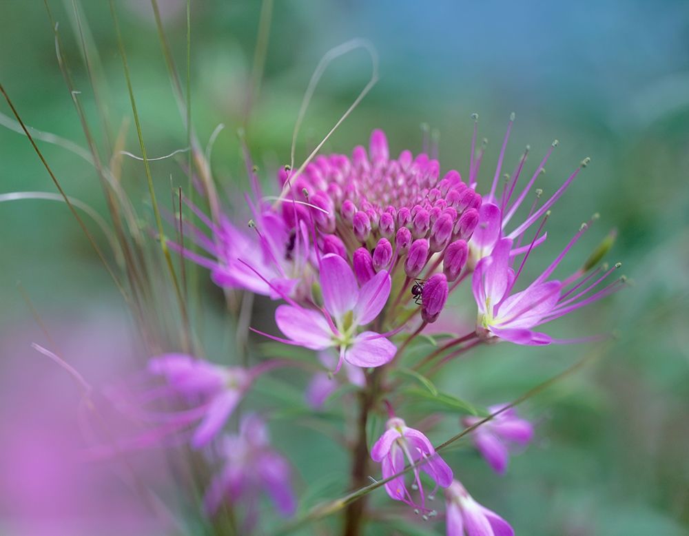 Rocky Mountain in Beeplant Flower with Ant art print by Tim Fitzharris for $57.95 CAD