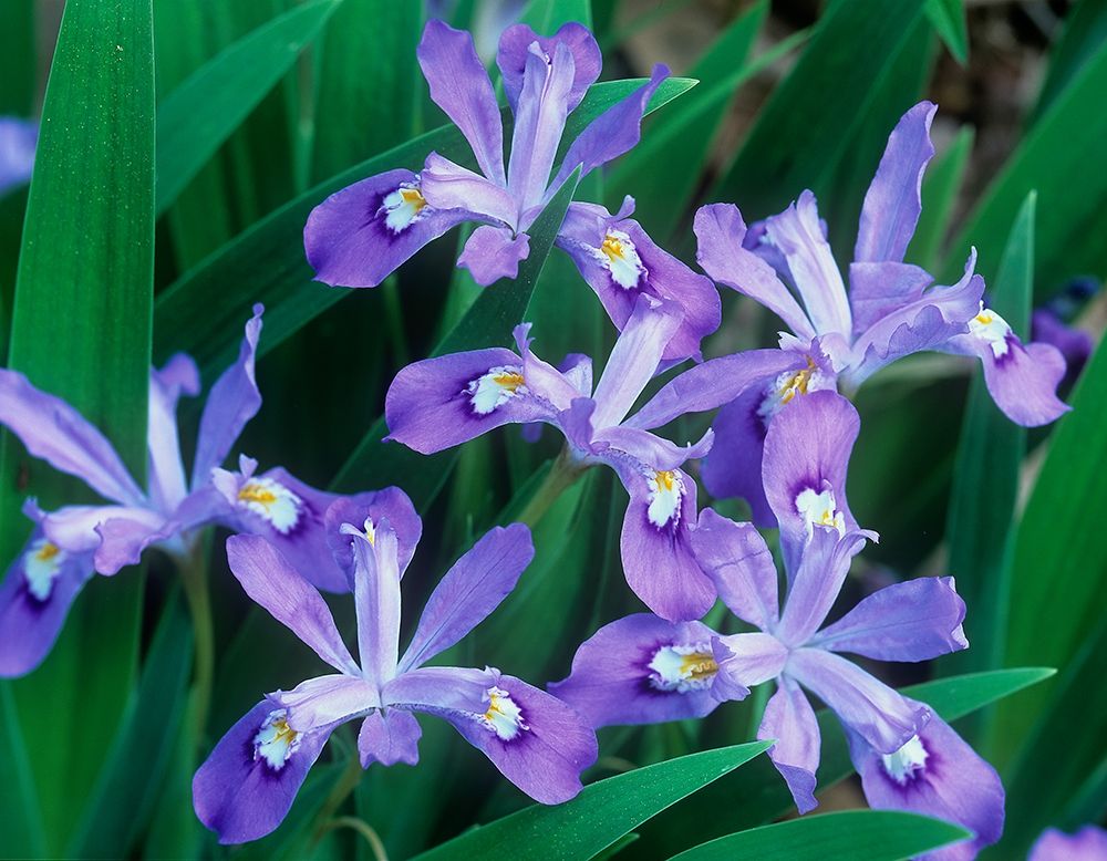 Crested Dwarf Iris art print by Tim Fitzharris for $57.95 CAD