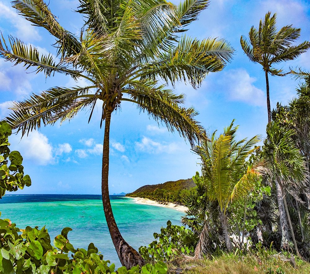 Coconut Trees and Camp Bay in Distance art print by Tim Fitzharris for $57.95 CAD