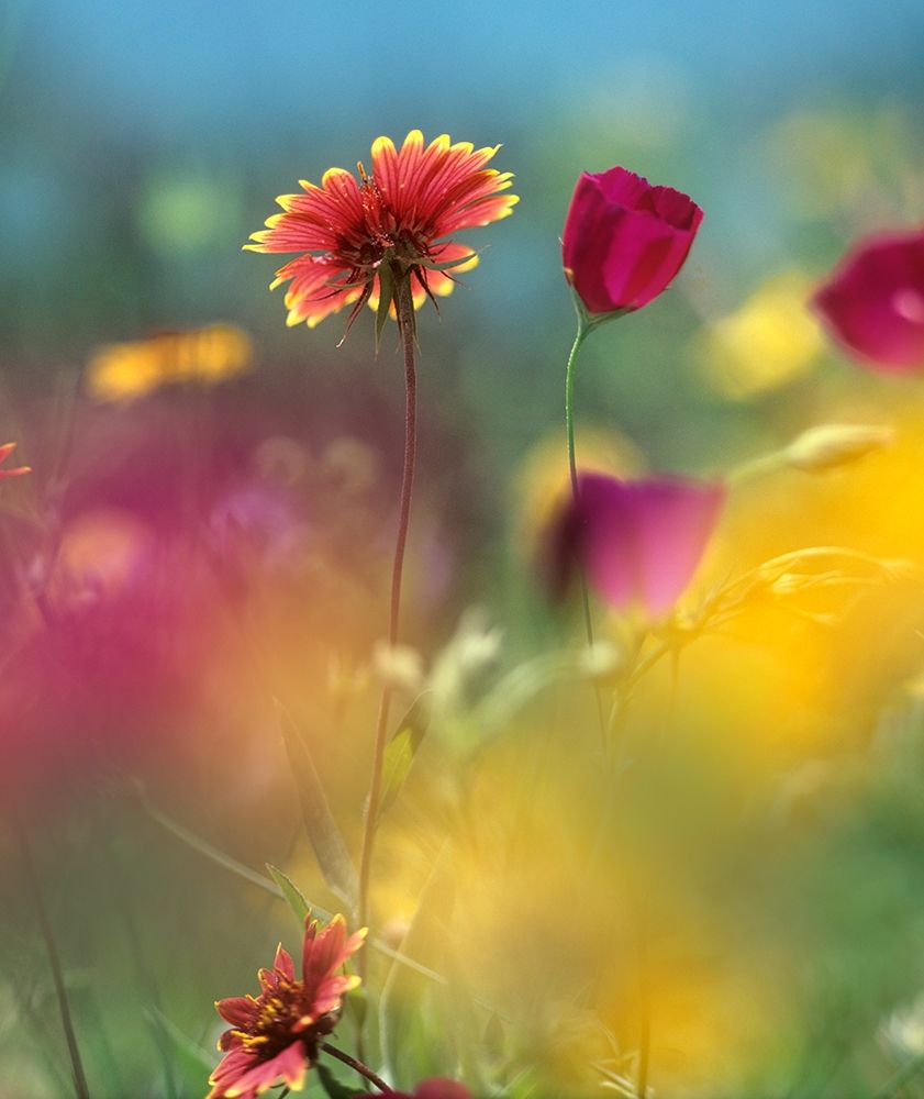 Indian Blanket and Wine-cups art print by Tim Fitzharris for $57.95 CAD
