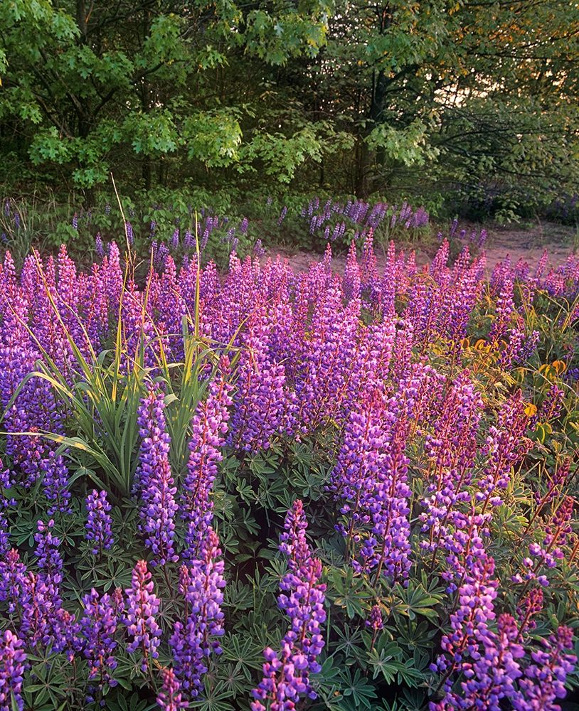 Lupines at West Beach art print by Tim Fitzharris for $57.95 CAD